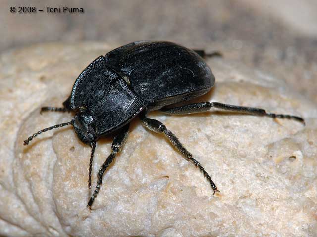 Alphasida grossa sicula (Tenebrionidae)